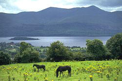 Best of Ireland Escorted Tour